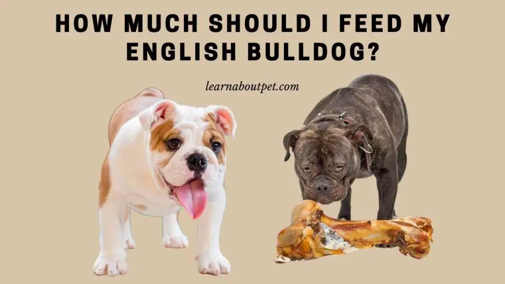 Old English Bulldog Feeding Chart