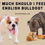 How much should I feed my English bulldog