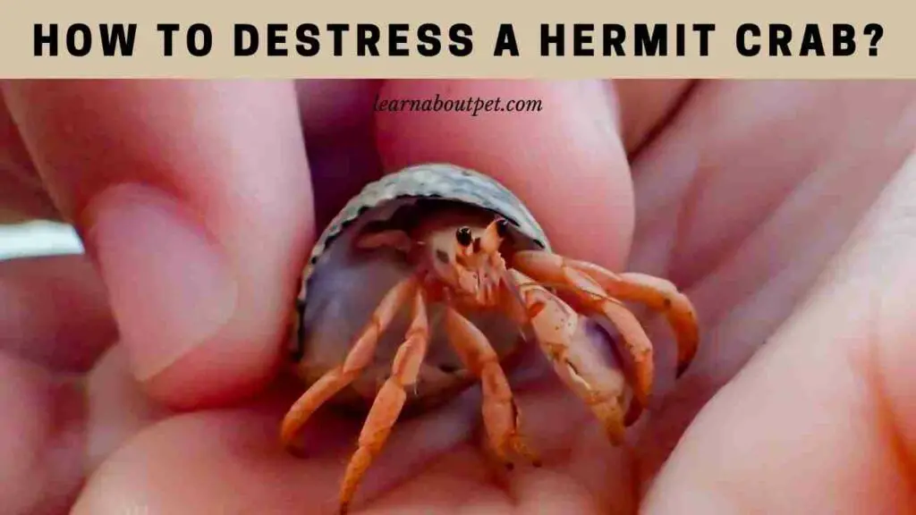 How to destress a hermit crab