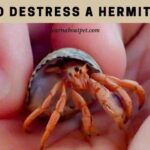 How To Destress A Hermit Crab? (7 Clear Tips)