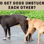 How To Get Dogs Unstuck From Each Other? 7 Interesting Facts