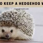 How To Keep A Hedgehog Warm? (7 Cool Ideas)