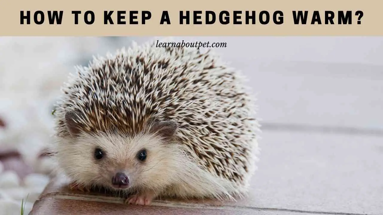 How To Keep A Hedgehog Warm? (7 Cool Ideas) 2023