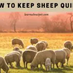 How To Keep Sheep Quiet? (7 Clear Tips)