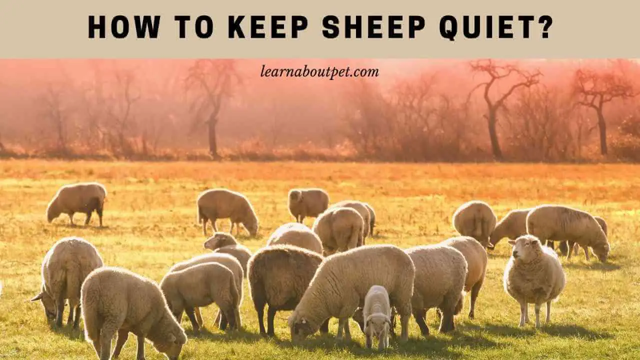How To Keep Sheep Quiet? (7 Clear Tips) 2023