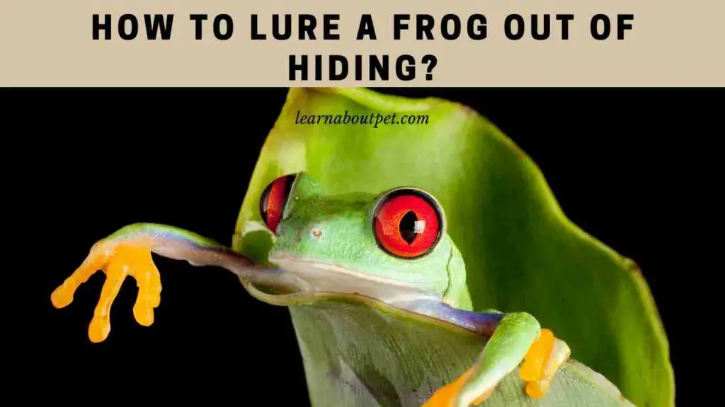 How To Lure A Frog Out Of Hiding? (4 Cool Tricks) - 2023