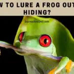 How To Lure A Frog Out Of Hiding? (4 Cool Tricks)