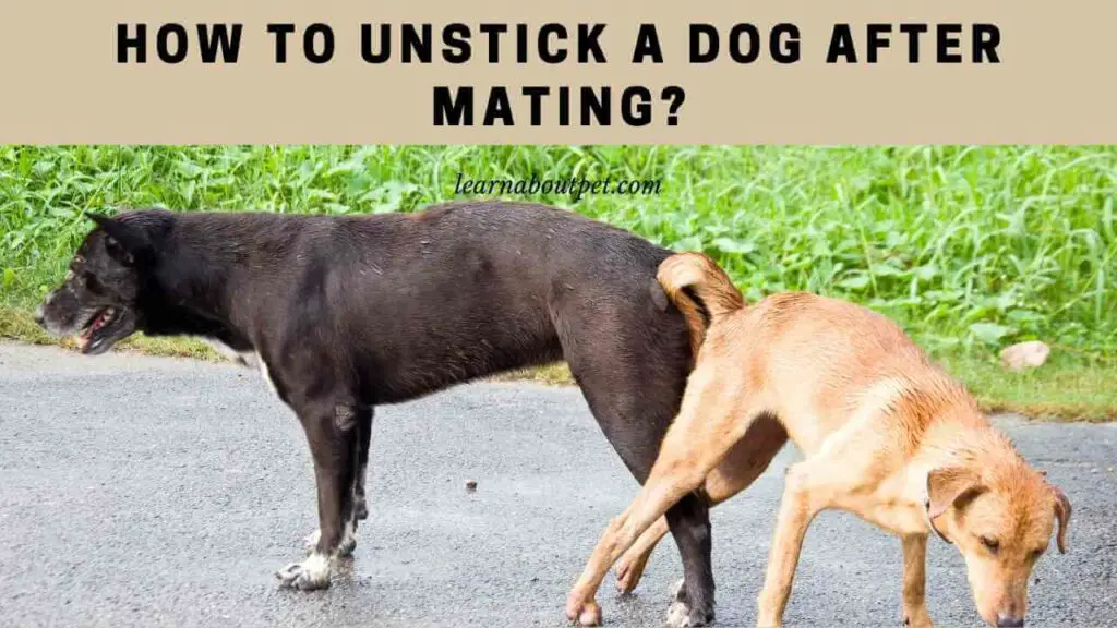 How To Unstick A Dog After Mating? 4 Clear Help Tips - 2024