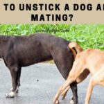 How To Unstick A Dog After Mating? 4 Clear Help Tips