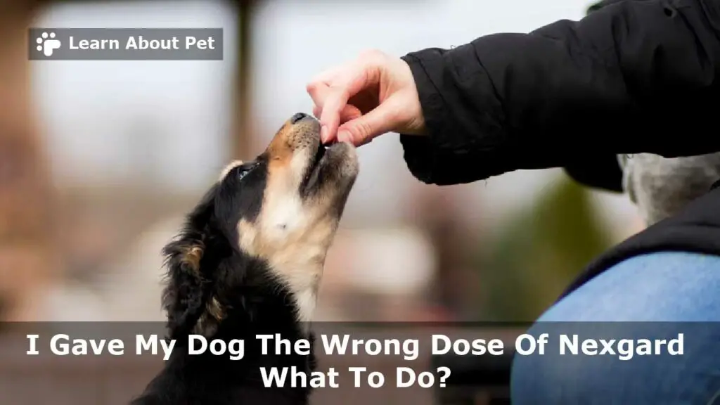 I gave my dog the wrong dose of nexgard