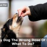 I Gave My Dog The Wrong Dose Of NexGard : 7 Important Facts