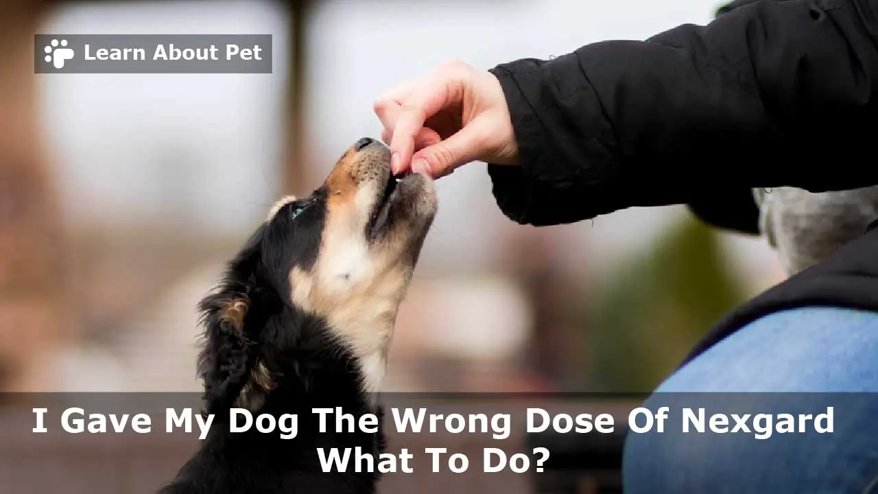 I Gave My Dog The Wrong Dose Of NexGard 7 Important Facts