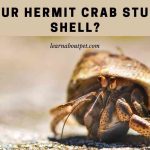 Is your Hermit crab stuck in shell