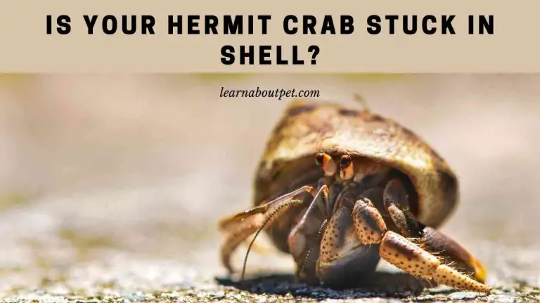 hermit-crab-stuck-in-shell-4-clear-reasons-and-how-to-help