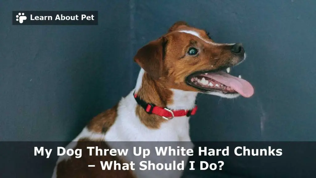 My Dog Threw Up White Hard Chunks : 7 Menacing Facts - 2023