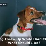 My Dog Threw Up White Hard Chunks : 7 Menacing Facts