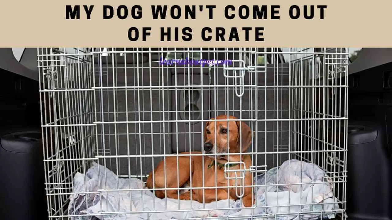 My Dog Won't Come Out Of His Crate (6 Clear Reasons) 2024