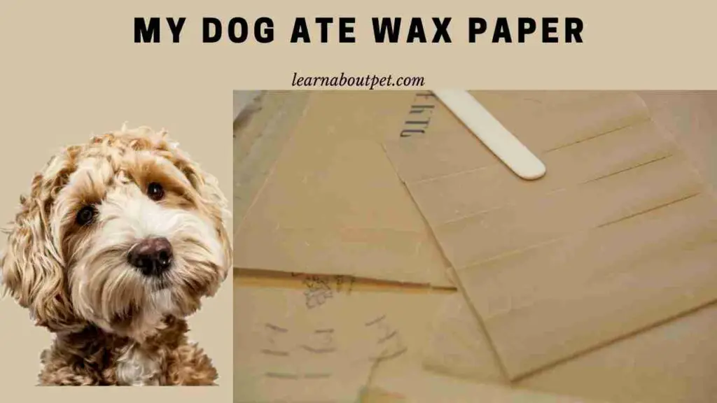 My Dog Ate Wax Paper : (3 Clear Next Steps) - 2023