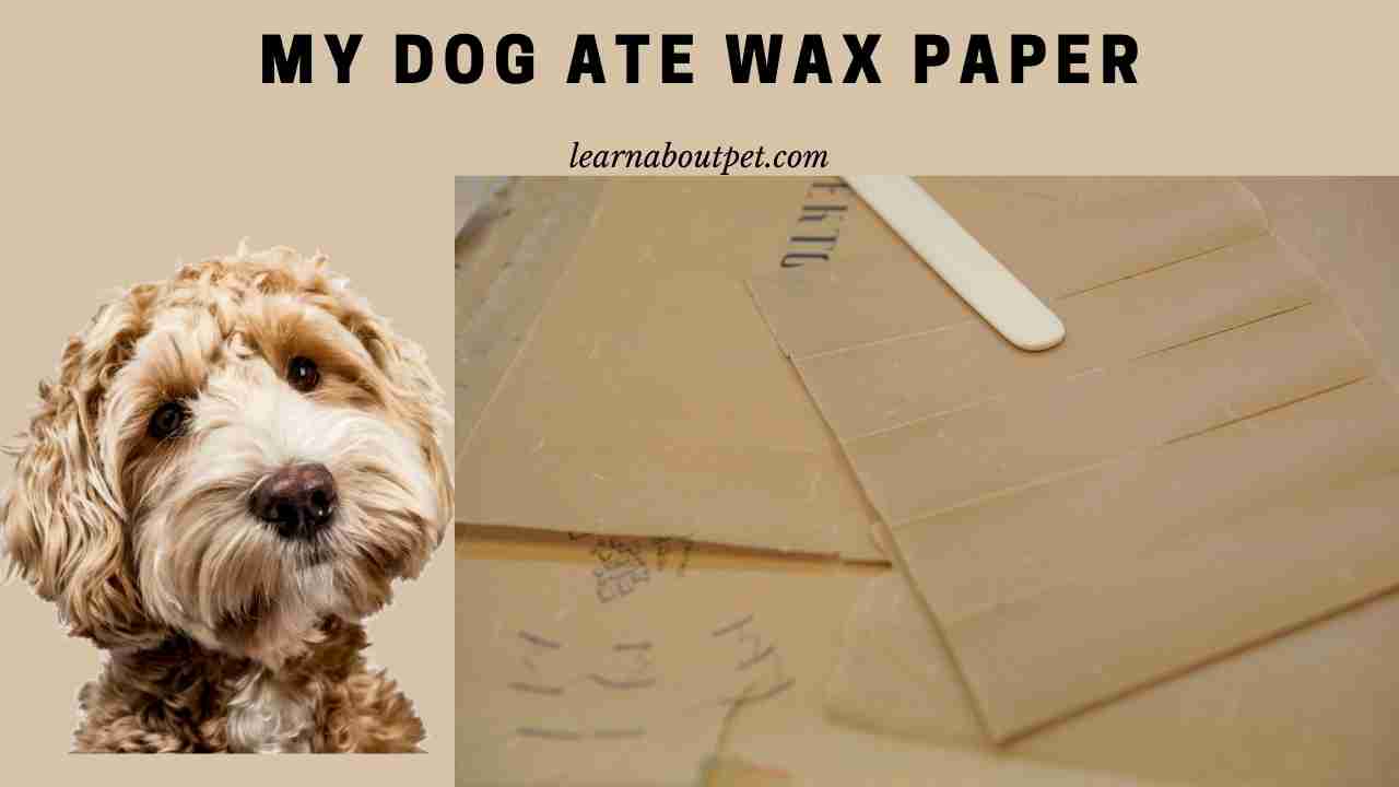 My Dog Ate Wax Paper (3 Clear Next Steps) 2024