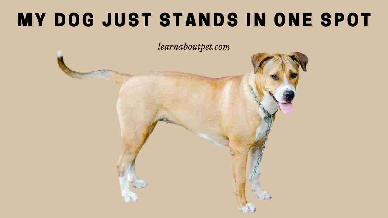 My Dog Just Stands In One Spot (7 Interesting Facts) 2024