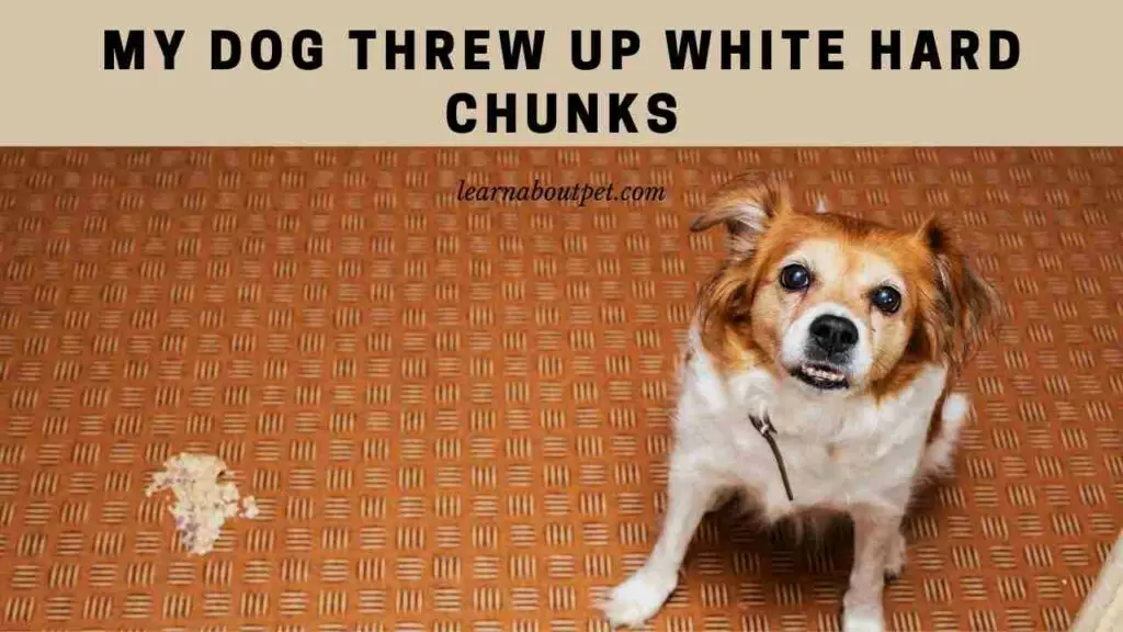 My dog threw up white hard chunks