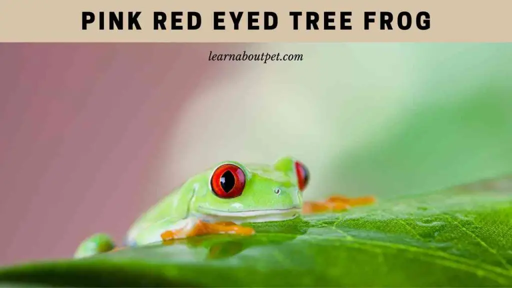Pink red eyed tree frog