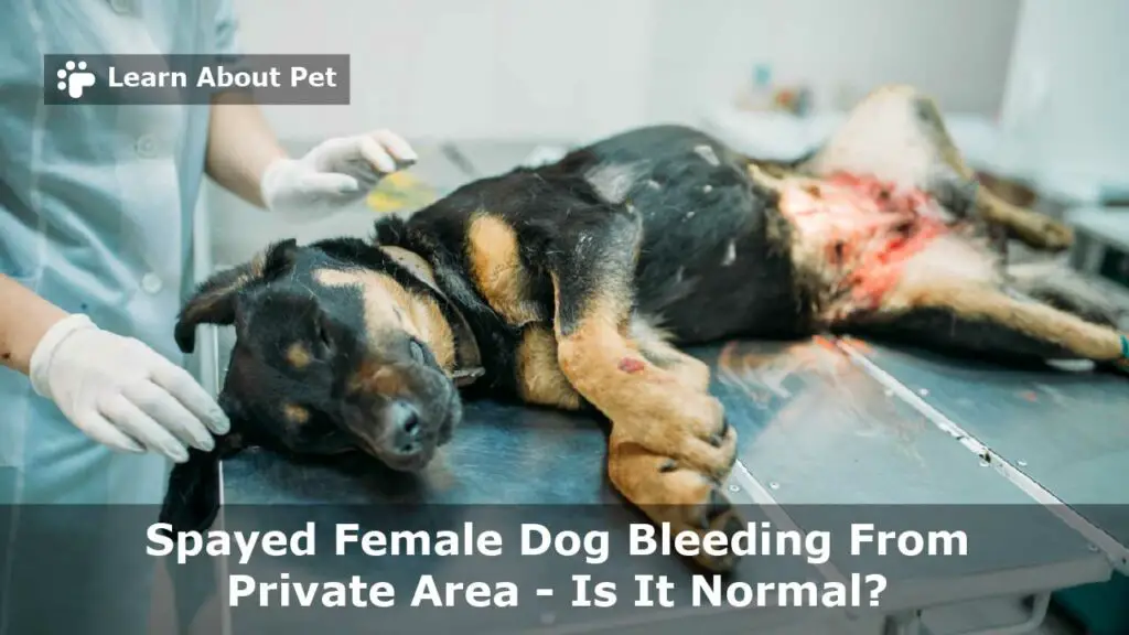 Why Is My Male Dog Bleeding From Private Area