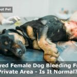 Spayed Female Dog Bleeding From Private Area