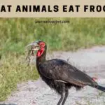 What Animals Eat Frogs? (7 Interesting Facts)