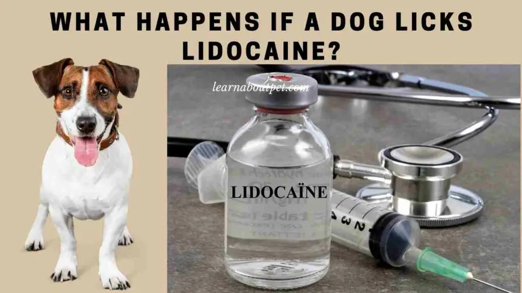 What happens if a dog licks lidocaine