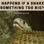 What happens if a snake eats something too big