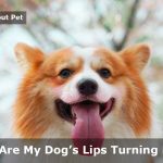 Dogs Lips Turning Pink : 5 Clear Causes Of Pink Discoloration On Dogs Lip Dogs Lips Turning Pink Discoloration