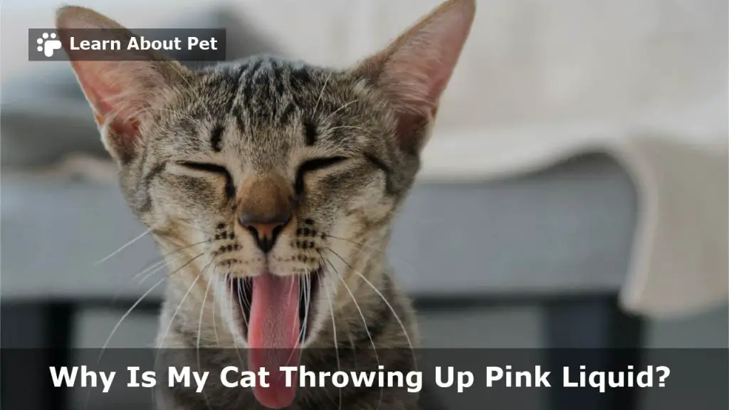 Cat Throwing Up Pink Liquid : 7 Step Clear Home Remedy For Cat Pink Vomit