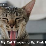 Cat Throwing Up Pink Liquid : 7 Step Clear Home Remedy For Cat Pink Vomit
