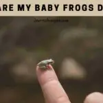 Why Are My Baby Frogs Dying? (7 Clear Reasons)