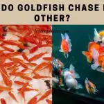 Why Do Goldfish Chase Each Other? (9 Cool Facts)