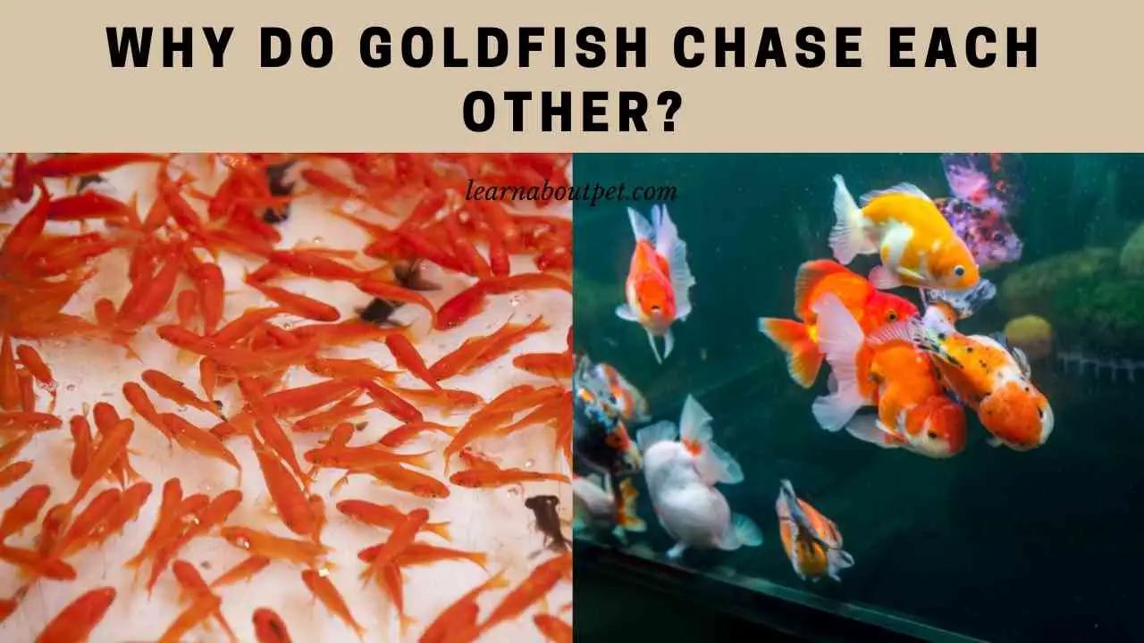 Why Do Goldfish Chase Each Other? (9 Cool Facts) 2024