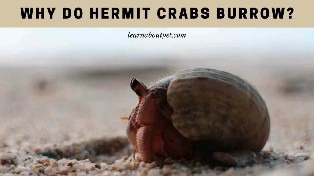 Why do hermit crabs burrow