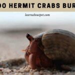 Why Do Hermit Crabs Burrow? (7 Interesting Facts)