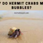 Why Do Hermit Crabs Make Bubbles? (7 Interesting Facts)