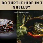Why Do Turtle Hide In Their Shells? (7 Unique Reasons)