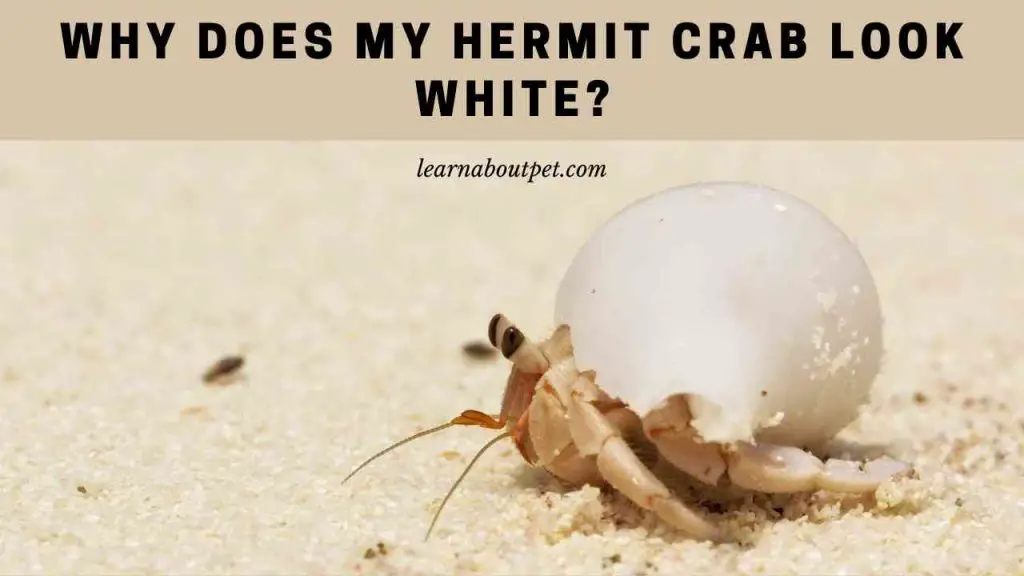 Why does my hermit crab look white