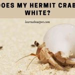 Why Does My Hermit Crab Look White? 6 Natural Reasons Why does my hermit crab look white