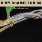 Why Is My Chameleon Brown? (7 Interesting Facts)