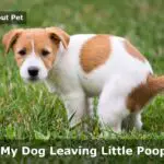 Why Is My Dog Leaving Little Poop Balls? 7 Critical Health Reasons