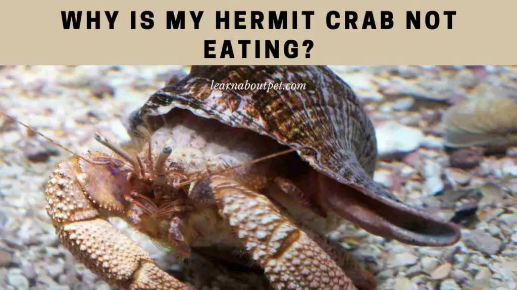 why-is-my-hermit-crab-not-eating-9-menacing-reasons-learn-about-pet