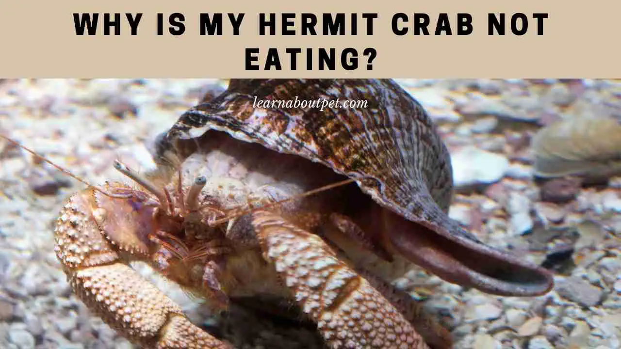 why won%ca%bct my hermit crab eat