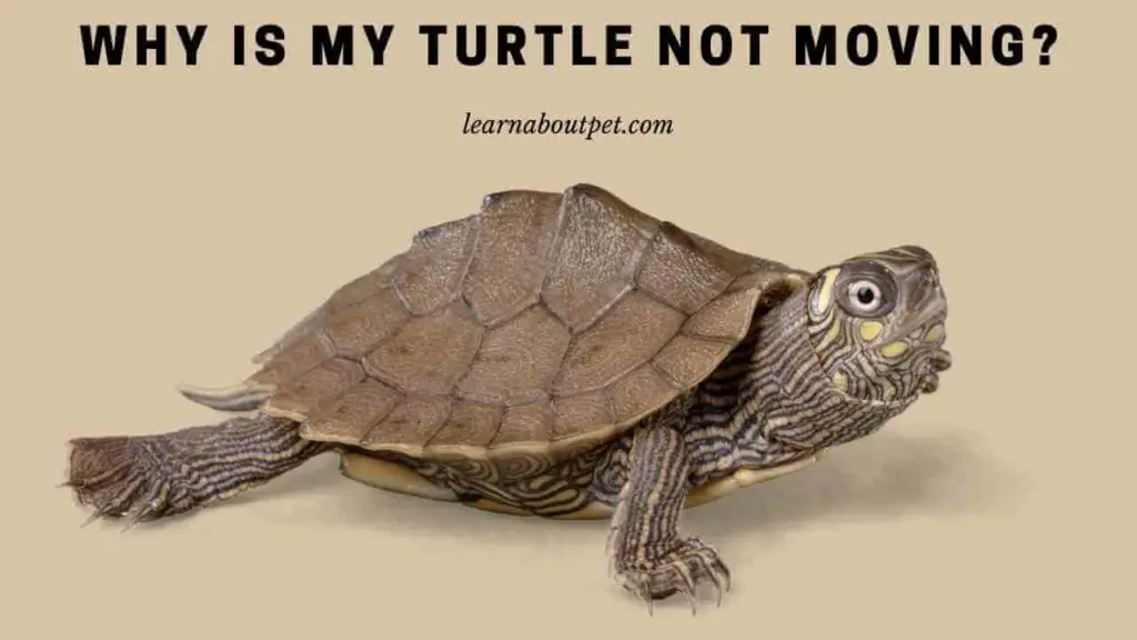 My Turtle Is Not Eating Or Moving