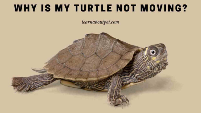 Why Is My Turtle Not Moving? (5 Clear Reasons) - 2023