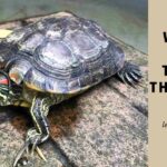 Turtle Throwing Up : 7 Clear Reasons And How To Stop turtle throwing up